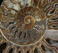 Cut Ammonite Fossil (Half) - Beautifully Agatized #58286-2